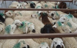 ۱۶۸ راس احشام قاچاق در مرز های دهلران کشف و ضبط شد