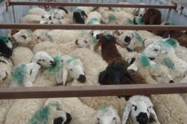 ۱۶۸ راس احشام قاچاق در مرز های دهلران کشف و ضبط شد