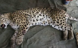 تلف شدن پلنگ آسیب دیده حیات وحش ایلام