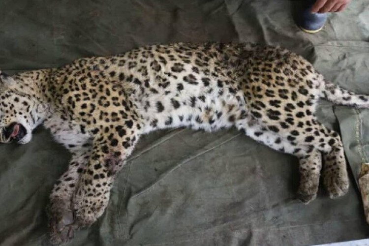 تلف شدن پلنگ آسیب دیده حیات وحش ایلام