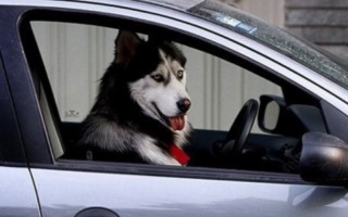 جریمه حمل حیوان در خودرو اعلام شد