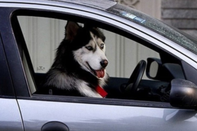 جریمه حمل حیوان در خودرو اعلام شد