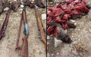 شکارچیان غیرمجاز شش رأس گراز وحشی در دام نیروهای حفاظت محیط زیست