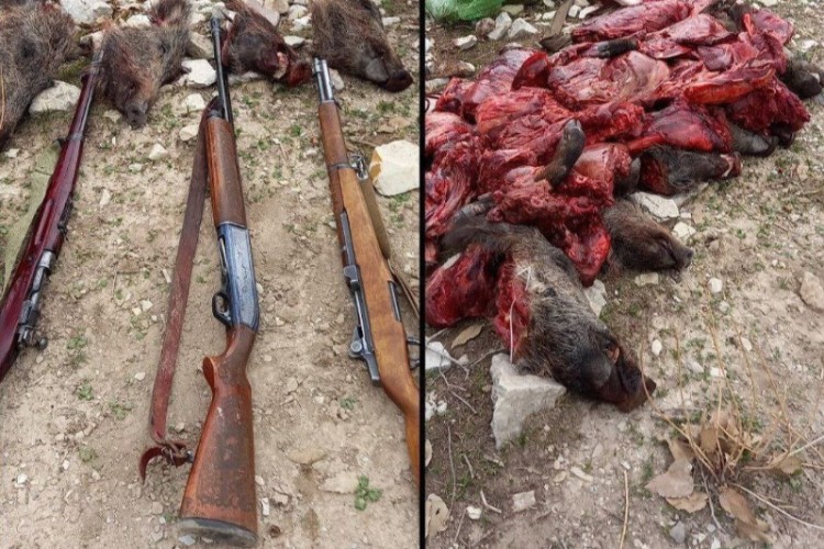 شکارچیان غیرمجاز شش رأس گراز وحشی در دام نیروهای حفاظت محیط زیست