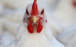 کشف 16 تن مرغ زنده خارج از شبکه توزیع در ایلام