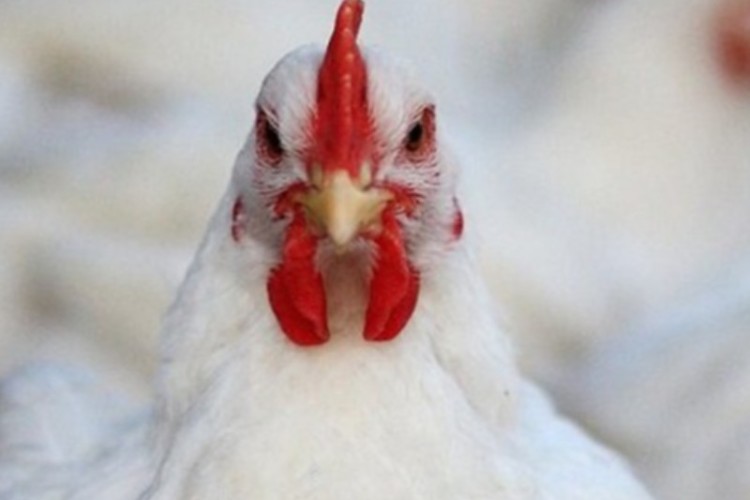 کشف 16 تن مرغ زنده خارج از شبکه توزیع در ایلام