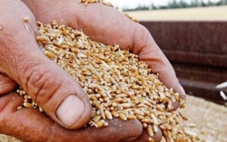 پیش بینی می شود 120 هزار تن گندم از مزارع  دهلران برداشت شود