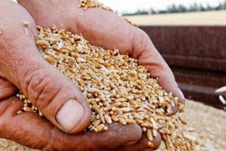 پیش بینی می شود 120 هزار تن گندم از مزارع  دهلران برداشت شود
