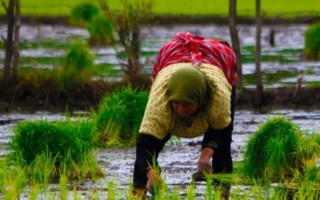 ممنوعیت کشت برنج، یونجه، هندوانه و دیگر محصولات آب بر در استان ایلام