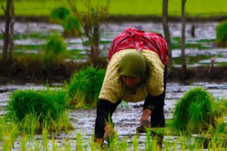 ممنوعیت کشت برنج، یونجه، هندوانه و دیگر محصولات آب بر در استان ایلام