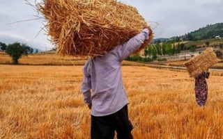 31 مرکز در ایلام برای خرید تضمینی گندم ایجاد شده است