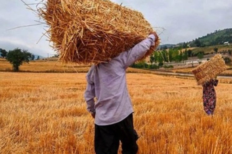 31 مرکز در ایلام برای خرید تضمینی گندم ایجاد شده است