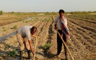 استمهال تسهیلات کشاورزان خسارت دیده استان ایلام