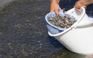 آبزی داران مواظب سیل احتمالی اشند