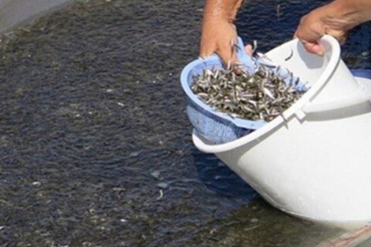 آبزی داران مواظب سیل احتمالی اشند