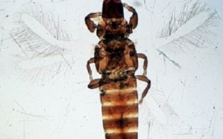 گونه جدید از حشرات ایلام ثبت جهانی شد