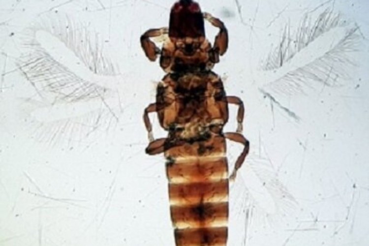 گونه جدید از حشرات ایلام ثبت جهانی شد