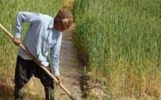 طرح «علمی کردن کشاورزی» لبخند را بر لبان کشاورزان ملکشاهی نشاند