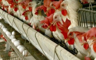 فعال شدن دوباره واحد مرغ تخمگذار 60 هزار قطعه‌ای در ایلام