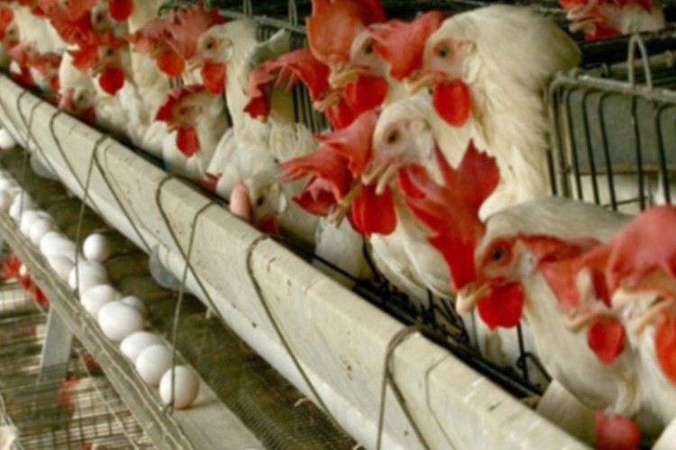 فعال شدن دوباره واحد مرغ تخمگذار 60 هزار قطعه‌ای در ایلام