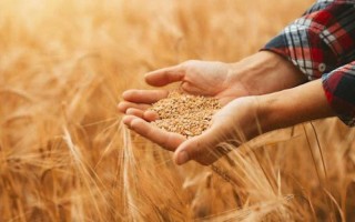 روایتی از مشکلات گندم‌کاران ایلامی