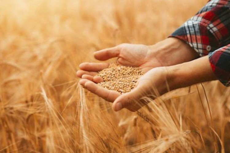 روایتی از مشکلات گندم‌کاران ایلامی