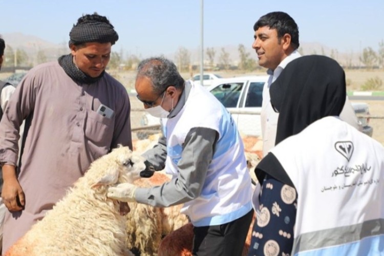 36 اکیپ بر ذبح دام عید قربان نظارت دارند