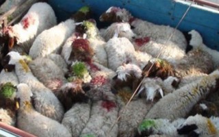 توقیف کامیون حامل 220 راس احشام فاقد مجوز در دهلران