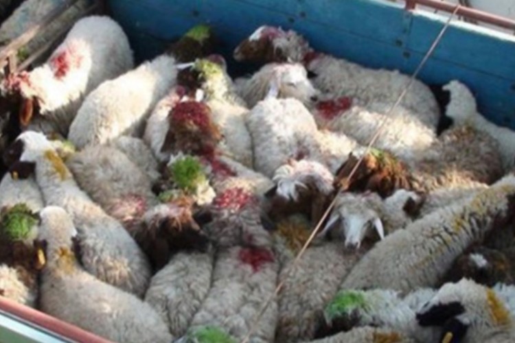 توقیف کامیون حامل 220 راس احشام فاقد مجوز در دهلران